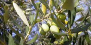 Borgo. Come nasce il nostro olio? Gita all'oleificio per i soci Coop...