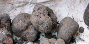 Borgo. Sabato 16 e domenica 17 la mostra del tartufo. Info e programma...