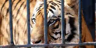 Pontassieve. Stop agli animali esotici e selvatici nei circhi...