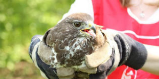 Caselle. Sabato cena (a base di Marroni) in sostegno del Centro Recupero Rapaci
