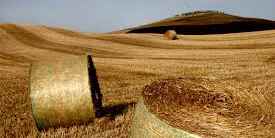 Il Mugello che innova. Foraggi, olio, le idee vincenti in agricoltura finanziate dal Gal