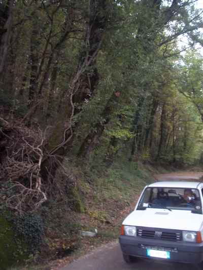 San Cresci - Arliano. Una strada disastrata, e un albero pericolante. Foto...