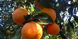 Vicchio. In vendita le Arance della Legalità dalla Locride, come fare...