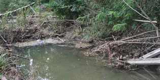 Il bosso e la bonifica. 'I resti delle potature, abbandonati, hanno intasato il fiume'