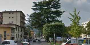 Dicomano rinuncia ai suoi cedri. Via agli abbattimenti. Ne rimarrà soltanto uno...