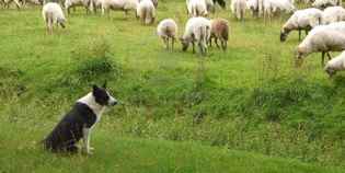 La storia di Gas. Il cane da pastore investito la notte di Capodanno