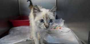 Vicchio. Gatti maltrattati e seviziati ad Arliano