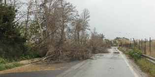 Vento forte e maltempo sul Mugello. Ancora disagi neve sul Giogo