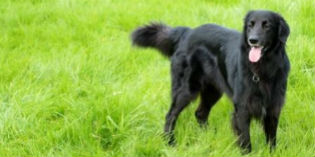 Comprendere il proprio cane? Corsi de “Il Segno di Fido”