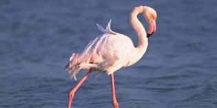 Bilancino. Fenicottero rosa urta i cavi dell'alta tensione. Salvato