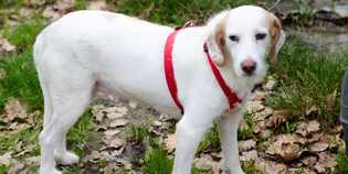 Corsi di socializzazione per cani: prossima data il 12 aprile