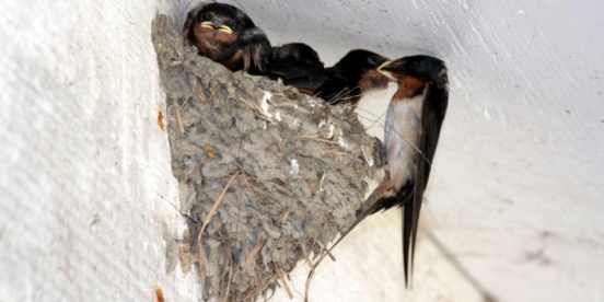 Arrivata la primavera.. e le rondini? Spunto di un lettore...