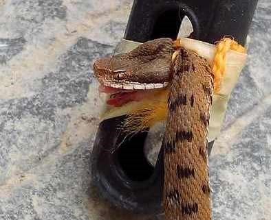 Ronta. Vipera sulla porta di casa. Nel centro del paese....