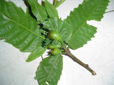 Palazzuolo. Continua la lotta biologica al cinipide del castagno