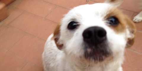 Piazzano. Canina in cerca del padrone. Si è persa? Foto...