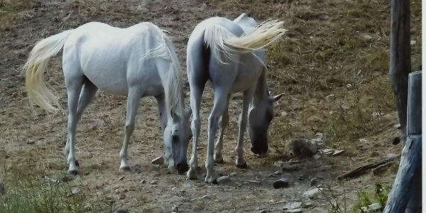 San Godenzo. Feste a Santa Maria all’Eremo. Info...