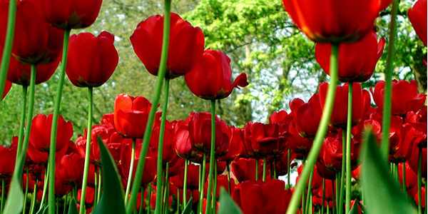 FioriInFiera. Il 21 e 22 giugno mostra mercato a Borgo. Info...