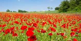 'Mugello, giardino di Firenze', un libro in cerca di editore...