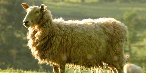 Sparisce un gregge di pecore. Ladri di bestiame in azione a Borgo