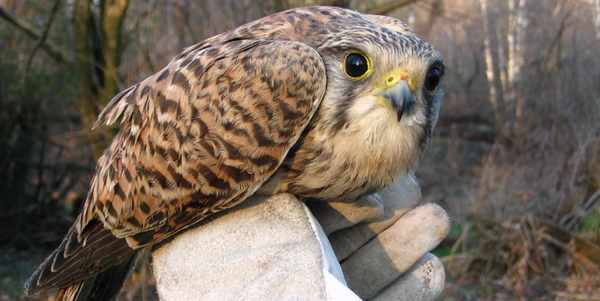 Vicchio. Il Centro Recupero Rapaci Lipu chiuderà i battenti...