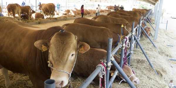 Borgo. Conclusa la Fiera Agricola. Numeri e bilancio...