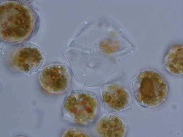 La causa del colore rossastro della Sieve