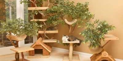 Un gatto per amico: 10  regole per una convivenza felice