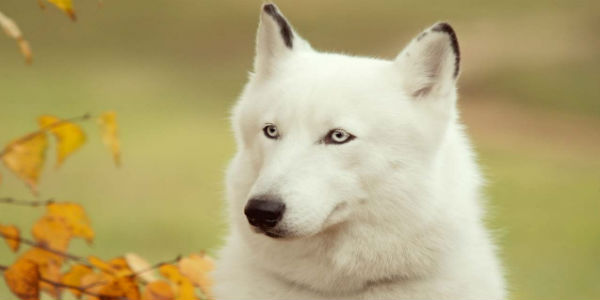 Consigli a quattro zampe. Nuova rubrica di OK!Mugello. Prima puntata