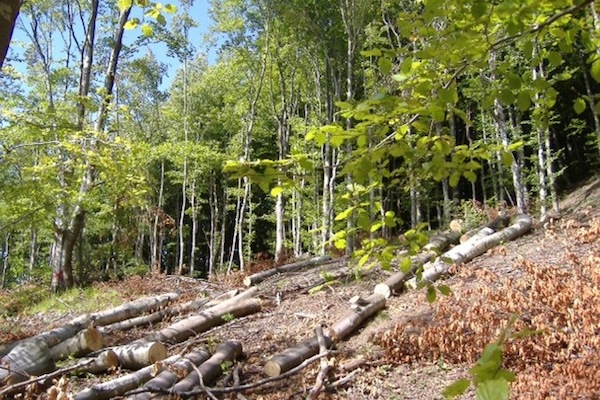 Palazzuolo. Taglio illegale del bosco: legna sequestrata e denunce
