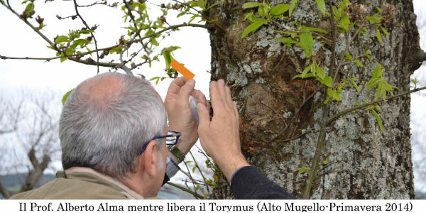 I Castagni del Mugello. Analisi del loro stato di salute...
