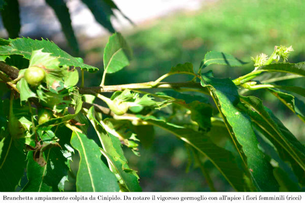 I Castagni del Mugello. Analisi del loro stato di salute...