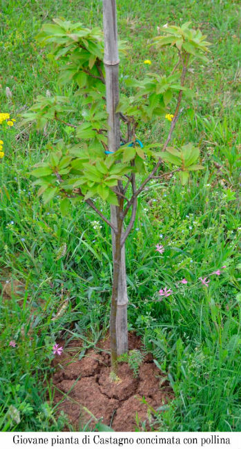 I Castagni del Mugello. Analisi del loro stato di salute...