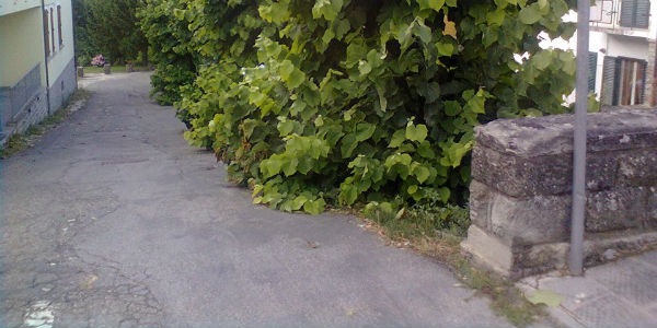 Marradi. Parcheggio come una foresta, segnalazione di Forza Italia