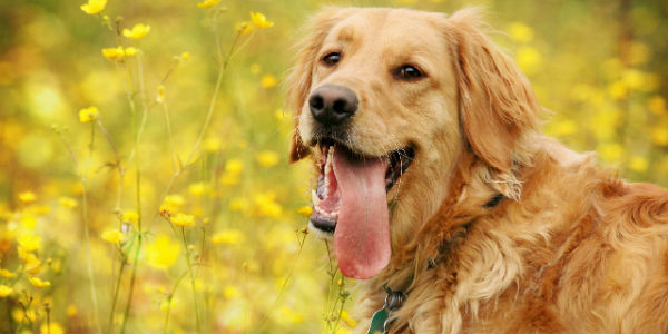 Giocando s’impara! Come educare, giocando, il nostro Fido. Consigli...