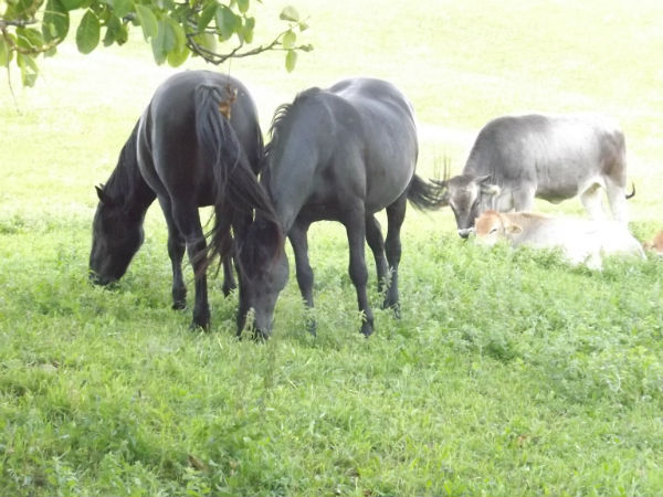 San Godenzo. La Fiera dei Poggi e la festa all'eremo. Info...