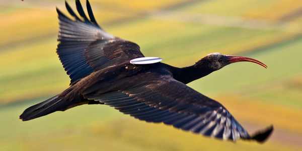 Figliano. Strano atterraggio di 14 Ibis, e delle istruttrici in deltaplano