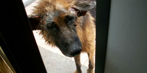 Cane abbandonato in terrazza per mesi. Salvato
