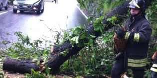 Cade ramo alla Torre. Strada chiusa e intervento dei pompieri