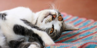 Micio fa pipì ovunque? Consigli per una corretta igiene...