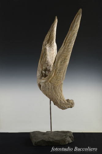 Luca Mommarelli a Belluno