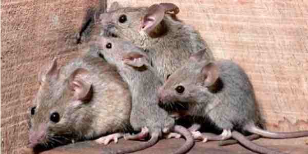 Chino Chini. Topi in classe nei container?