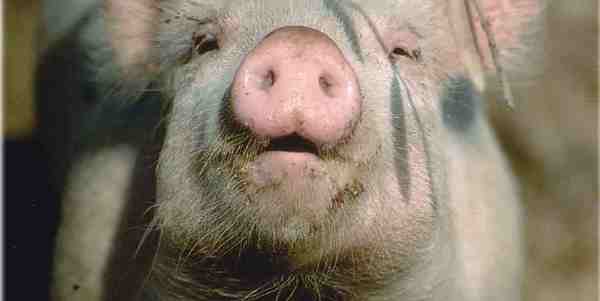 Uccide maiale con il fucile del padre. Denunciato (anche il padre)...