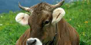 Una tonnellata di carne per 70 famiglie mugellane