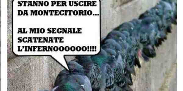 Piccioni d'attacco... La foto della settimana di OK!Mugello