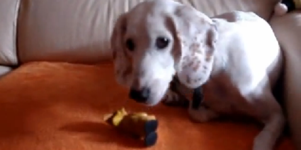 Paure e fobie, la storia (vera) di Pimpa....