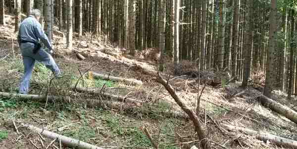 Alberi abbattuti sul Falterona. Indaga la Forestale...