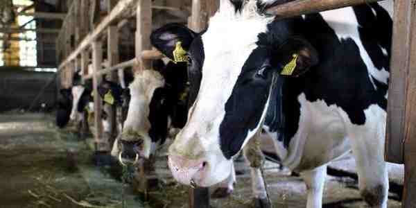 Latte. Fronte comune di sindaci e allevatori del Mugello