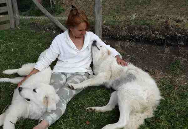 Lupo. Quintali di cibo gratis ai cani da pastore...