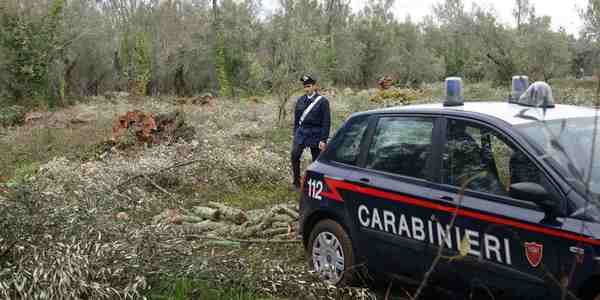 Il giallo dell'oliveta abbattuta a Vicchio