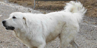 Fugge spaventato dai tuoni. Cane recuperato dall'Asl a San Piero...